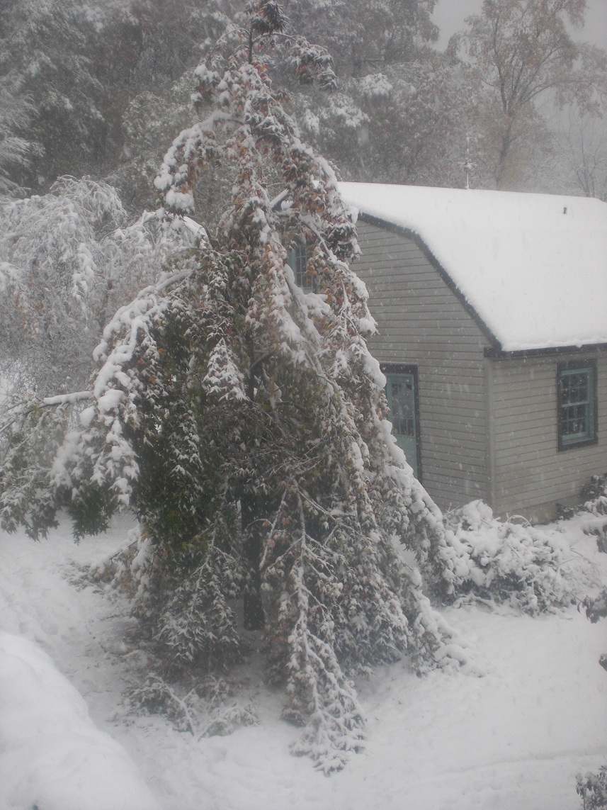 Oct_snowstorm_10.29.11_5.jpg