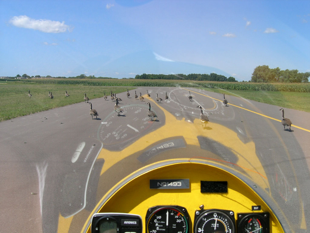 geese 1-.jpg