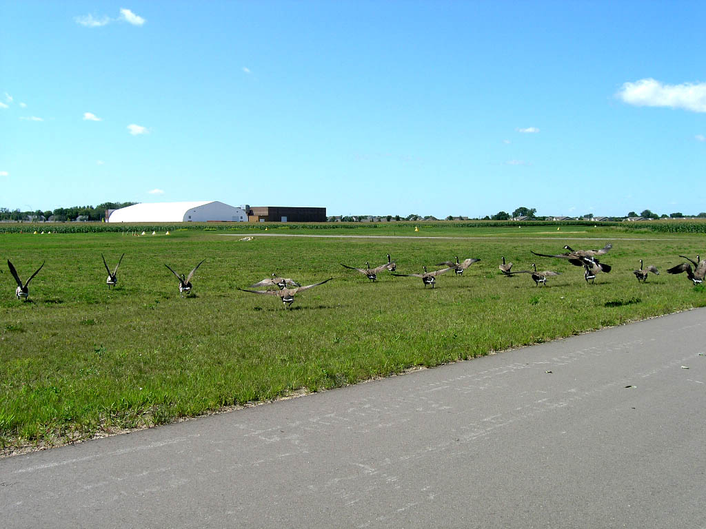 geese 3-.jpg