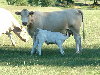 DSCF0133_resize.JPG